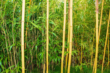 Close-up of a colorful, green, bamboo grove. Selective focus.