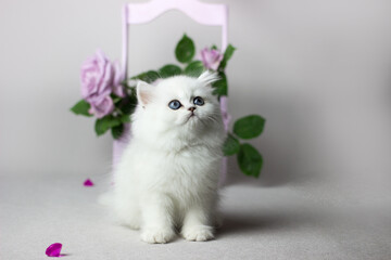 British Longhair white cat on a light gray background. Silver chinchilla color. Cute kitten play with flowers. Lilac roses in a wooden box. - Powered by Adobe
