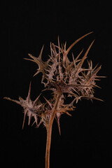 A dry thorn on a black background