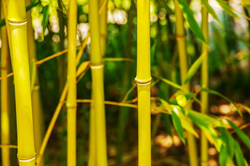 Close-up of a colorful, green, bamboo grove. Selective focus.