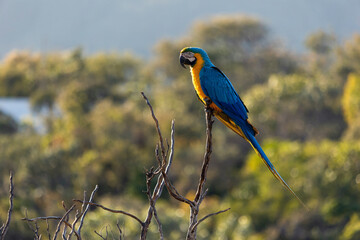 A blue and yellow macaw perched on a tree branch. Species Ara ararauna also know as Arara Canide. It is the largest South American parrot. Birdwatching. Bird lover.