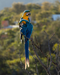 A blue and yellow macaw perched on a tree branch. Species Ara ararauna also know as Arara Canide. It is the largest South American parrot. Birdwatching. Bird lover.