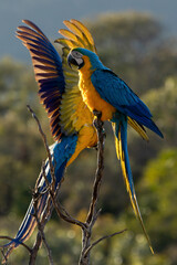 A blue and yellow macaw perched on a tree branch. Species Ara ararauna also know as Arara Canide. It is the largest South American parrot. Birdwatching. Bird lover.