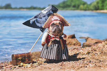 French Bulldog dog dressed up with pirate bride costume with hat, hook arm and dress standing at...