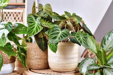 Tropical 'Philodendron Verrucosum' plant between other houseplants - obrazy, fototapety, plakaty