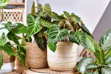 Foto op Canvas Tropical 'Philodendron Verrucosum' plant between other houseplants © Firn