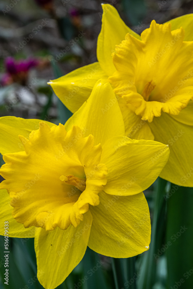 Wall mural Daffodils in the garden