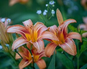 Obraz premium Day lilies blooming in a garden