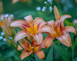 Day lilies blooming in a garden