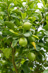 Green fresh lemon in the garden on a plantation on a branch