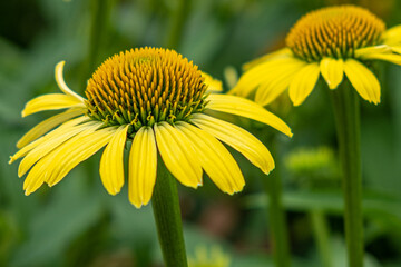 Yellow cone flower in the garden