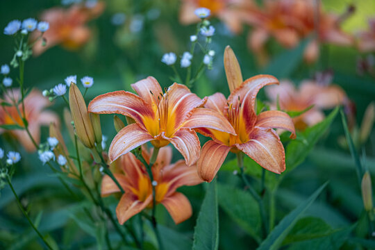 Day lilies blooming in a garden