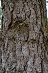 Texture old bark of a pine tree trunk. Pinus sylvestris