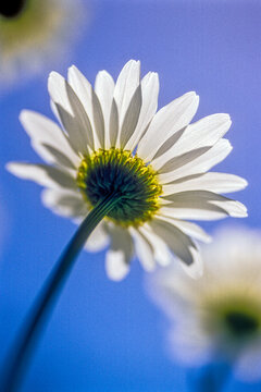 Field daisies with a bright blue sky behind them