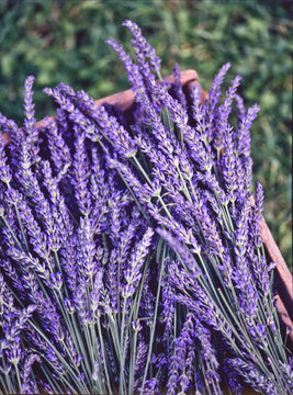 Close up of lavender flowers
