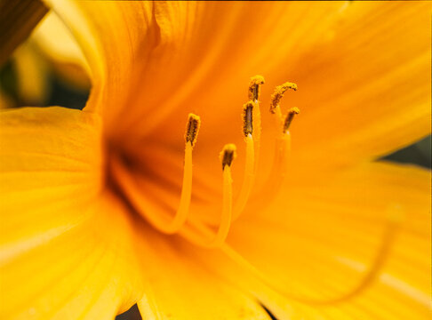 Day liliy in a Massachusetts garden
