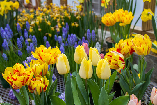 A variety of bright colorful flowers in a garden