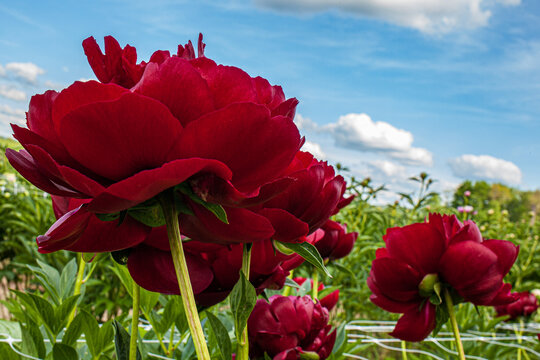A red rose with a bright blue sky behind it