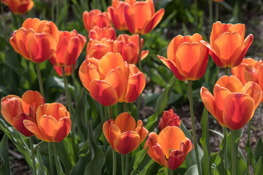 Bright orange tulips in a garden