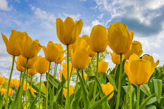 Yellow tulips in a garden with a bright blue sky behind
