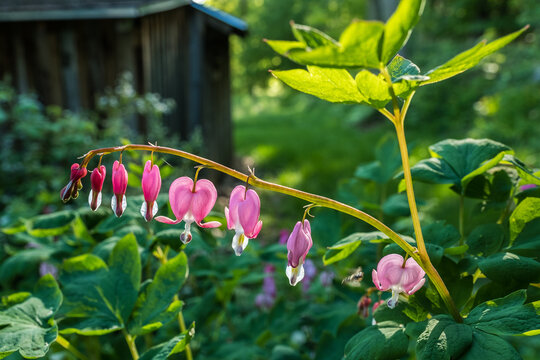 Bleeding hearts - a late spring flower,