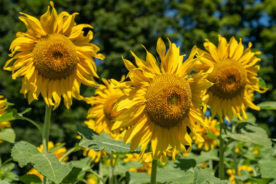 Three sunflowers in a large field of sunflowers