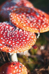 Amanita muscaria mushroom. Nature background