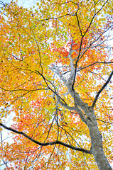 西丹沢の檜洞丸　紅葉のつつじ新道の森　オオモミジ
