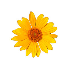 yellow flower head isolated on white background