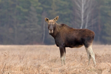 Łoś (Alces alces) w swoim naturalnym środowisku © Grzegorz