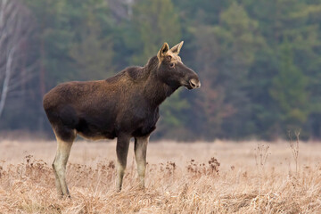 Łoś (Alces alces) w swoim naturalnym środowisku © Grzegorz