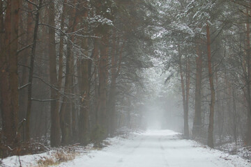 Droga w zimowym lesie © Grzegorz