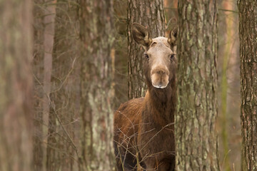 Łoś (Alces alces) w swoim naturalnym środowisku