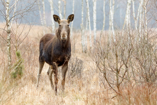 Łoś (Alces alces) w swoim naturalnym środowisku