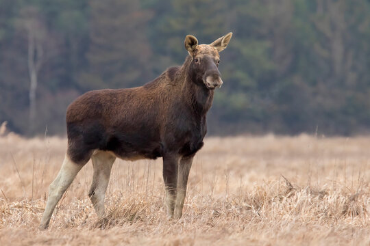 Łoś (Alces alces) w swoim naturalnym środowisku
