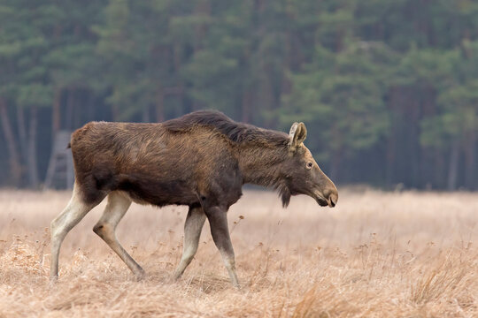 Łoś (Alces alces) w swoim naturalnym środowisku