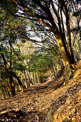 丹沢の大山三峰山　大山三峰縦走コース　落葉の登山道を照らす朝日
