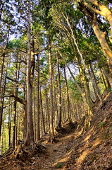 丹沢の大山三峰山　大山三峰縦走コース　森の山道を照らす朝日
