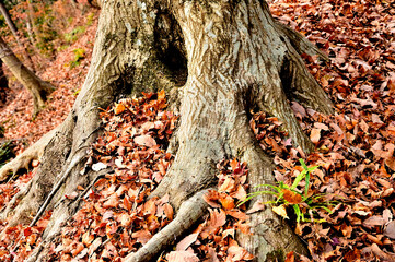 丹沢の大山三峰山　コナラ落葉
