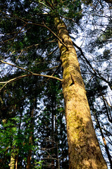丹沢の大山三峰山　大山三峰縦走コース　モミの木
