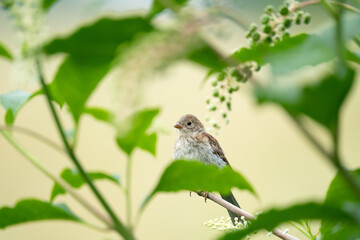 Sparrow Perched in a Tree