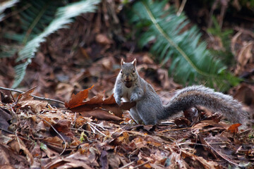 Squirrel in the Spotlight