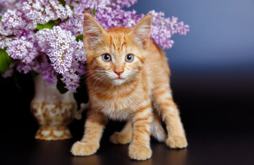 A naughty red kitten in lilac flowers on a black background.