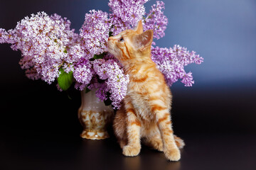 A red-haired mischievous kitten is interested and sniffs lilac flowers on a black background.