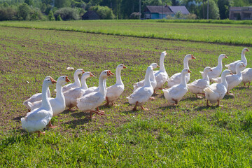 White domestic geese graze in the meadow in summer or spring