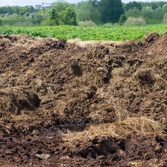 Manure in heaps on a field on a farm in summer