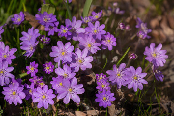 Hepatica nobilis