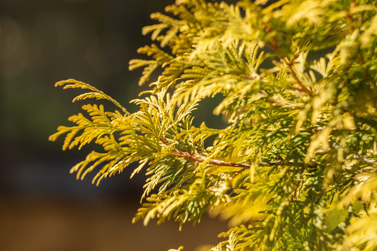 Foliage of thuja