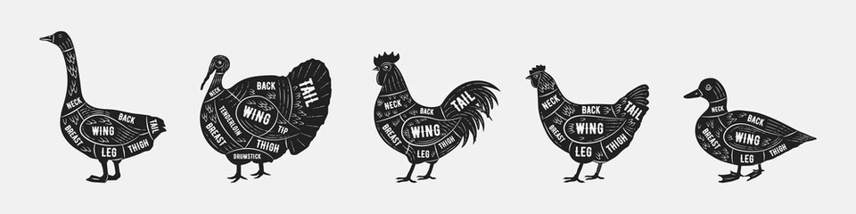 Poultry meat diagram set. Trendy vintage hand-drawn style. Goose, Turkey, Rooster, Hen, Duck. Cuts of meat set for butchery, meat shop, restaurant, grocery store. Vector illustration