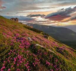 Naklejka na ściany i meble Pink rose rhododendron flowers on summer mountain slope, Carpathian, Ukraine.